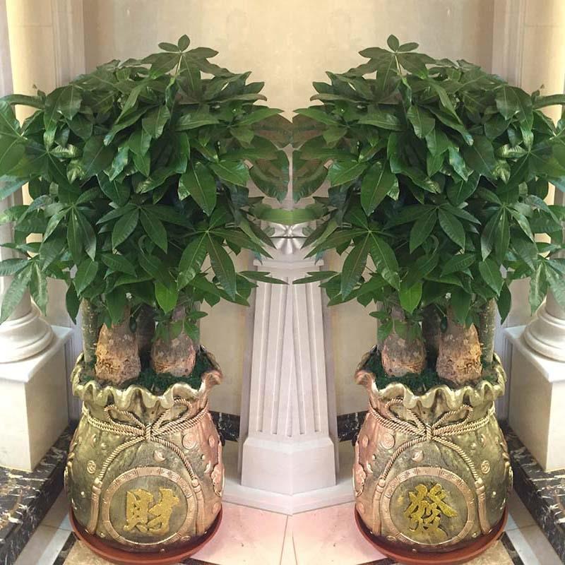 步步高升三杆五杆发财树盆栽植物室内客厅超大粗杆生意兴隆摇钱树