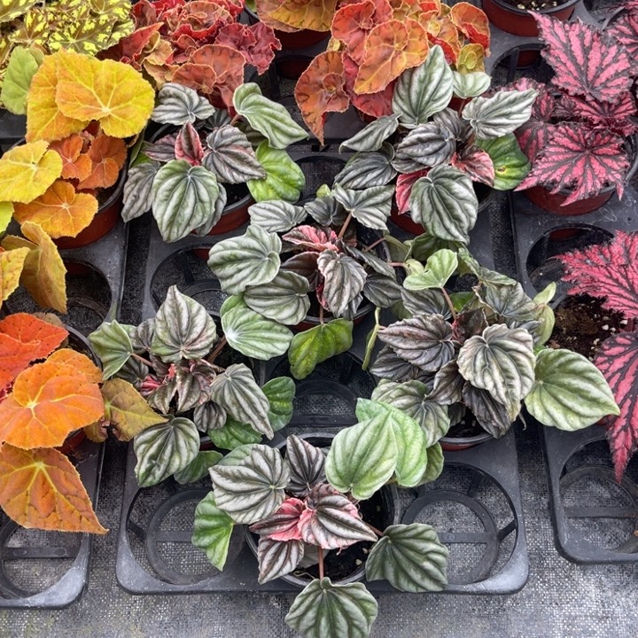 完全开放椒草锦秋海棠120