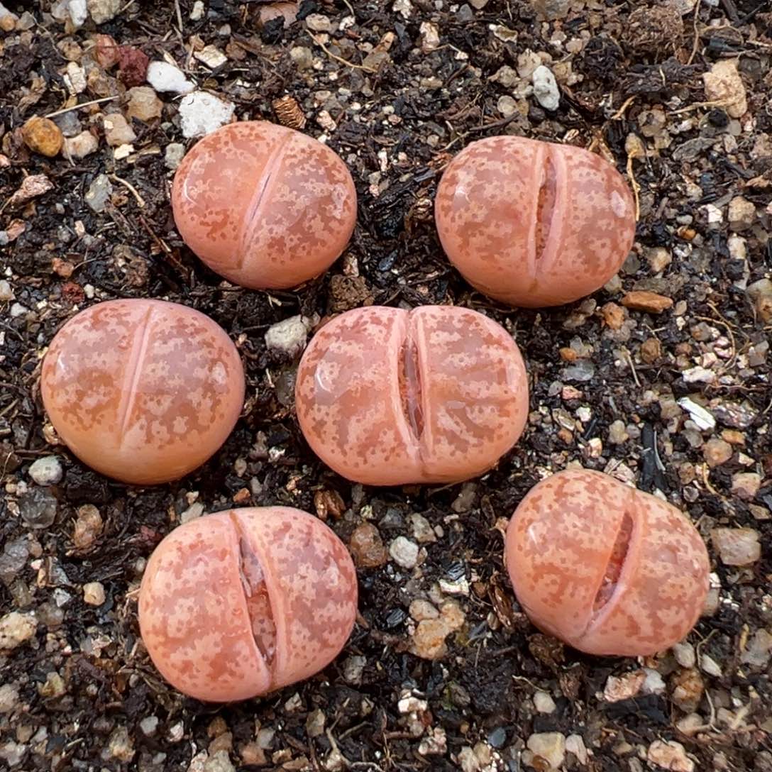 2.8好看的多肉025