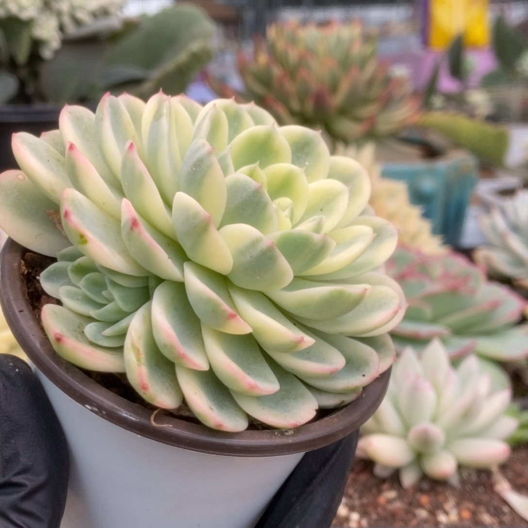 359茉莉花锦锦锦锦锦