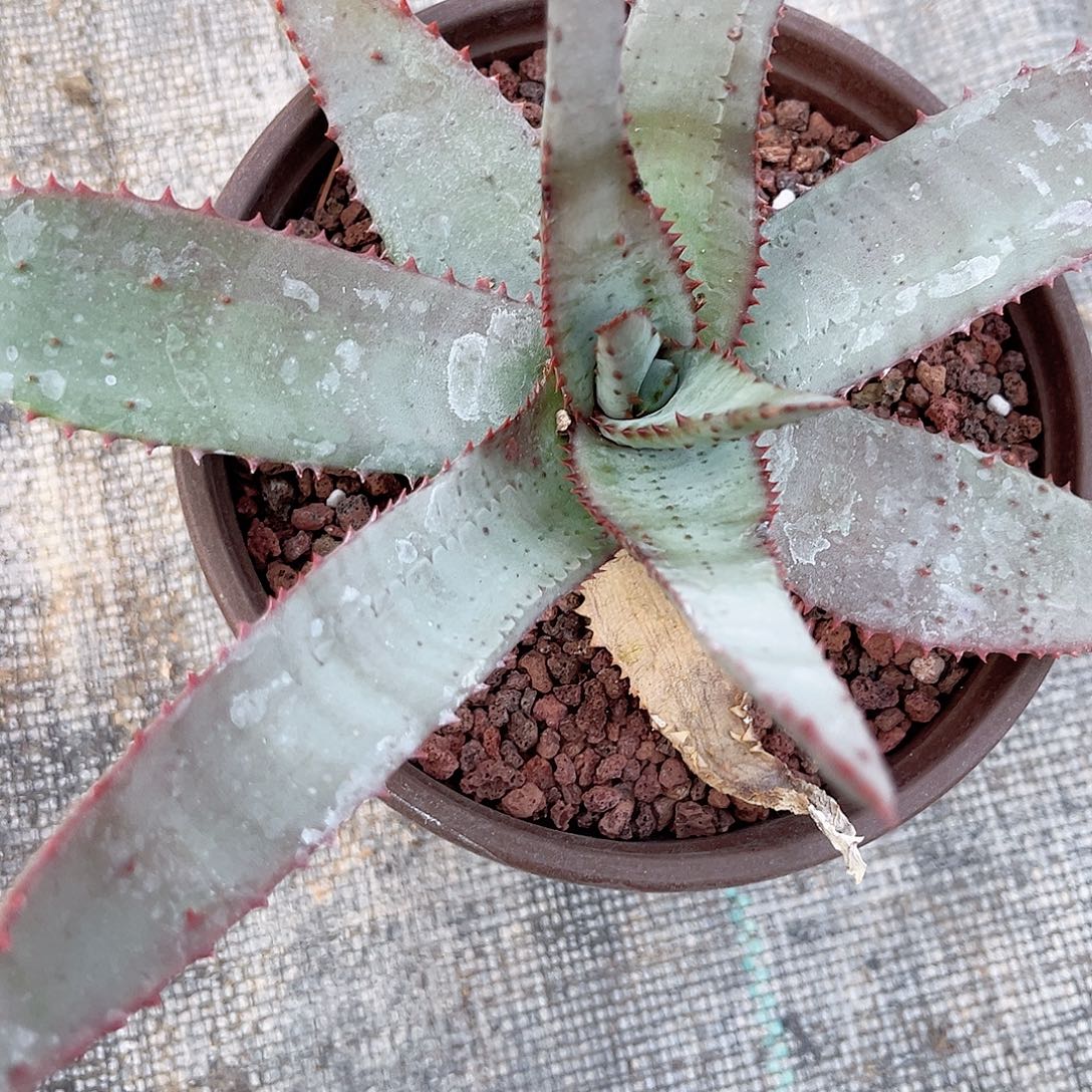多肉植物女神芦荟