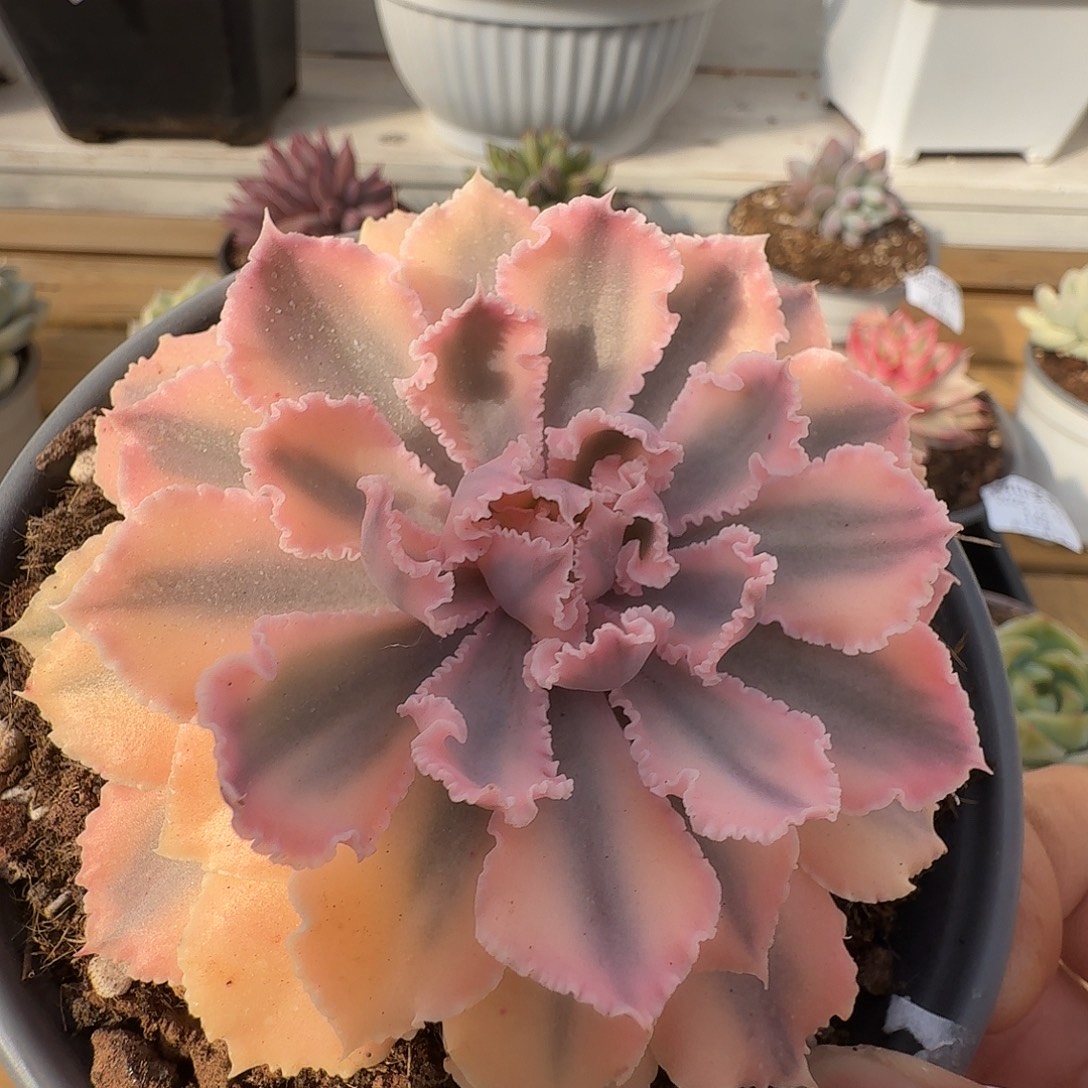 晚霞之舞1111212-142