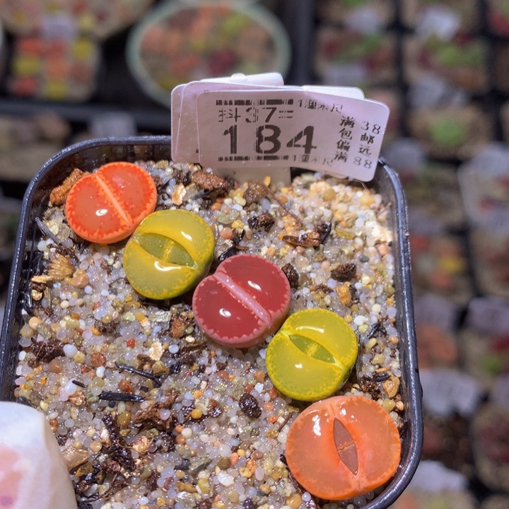 精品生石花37.184
