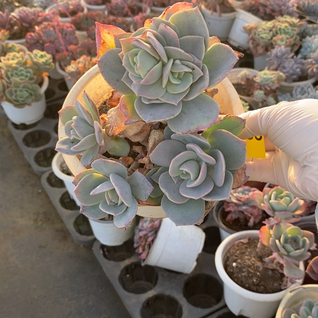 355白凤多头一物一拍