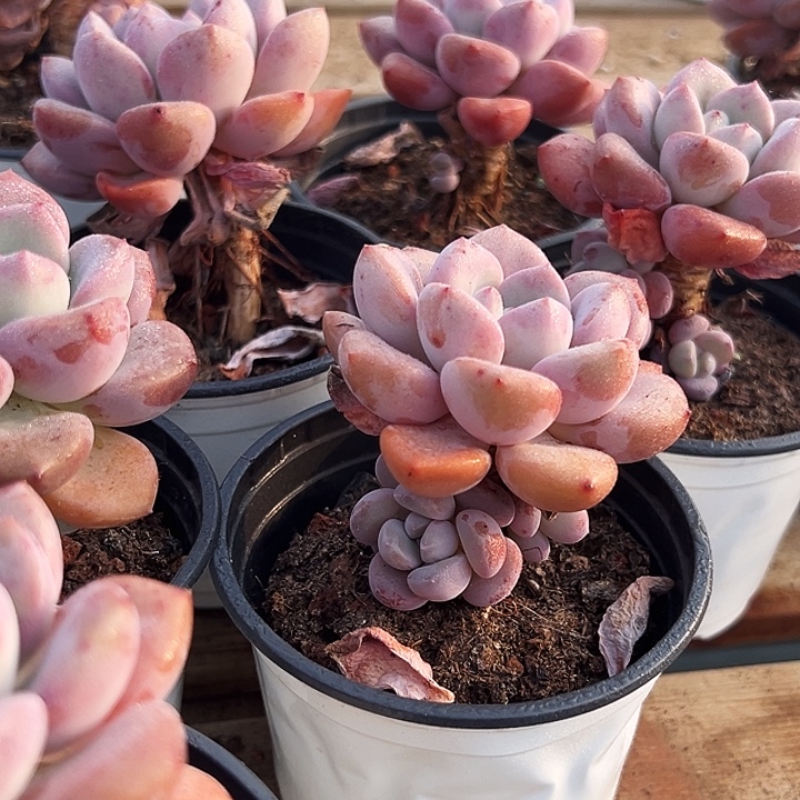 团   036   单头 白露