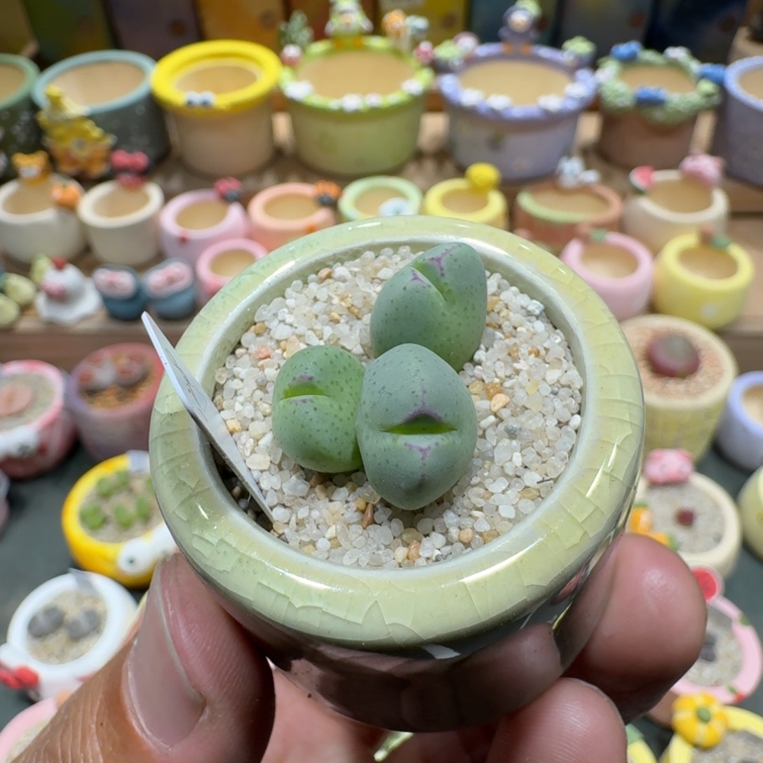 蘑菇1267少将多肉植物