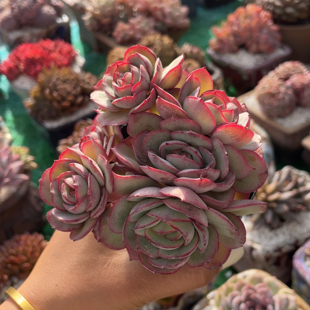 牡丹亭多肉植物盆栽