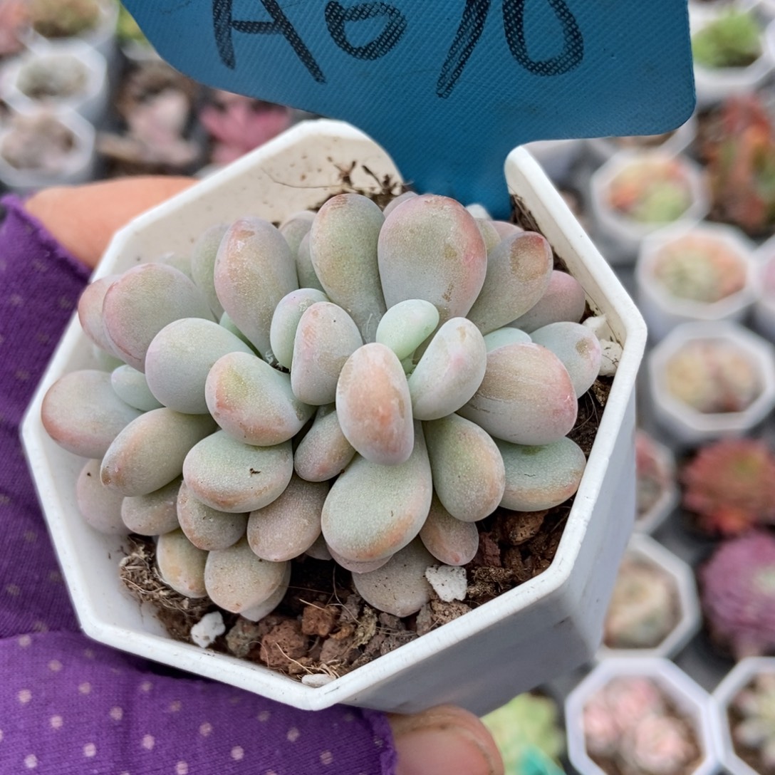 070粉兔多肉植物多肉