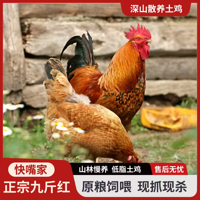 快嘴散养红毛大公鸡现宰现杀净膛净货到手5斤以上