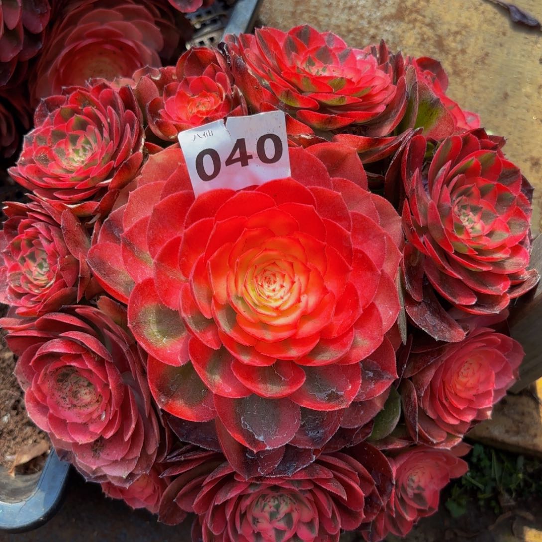 040多肉植物荔枝