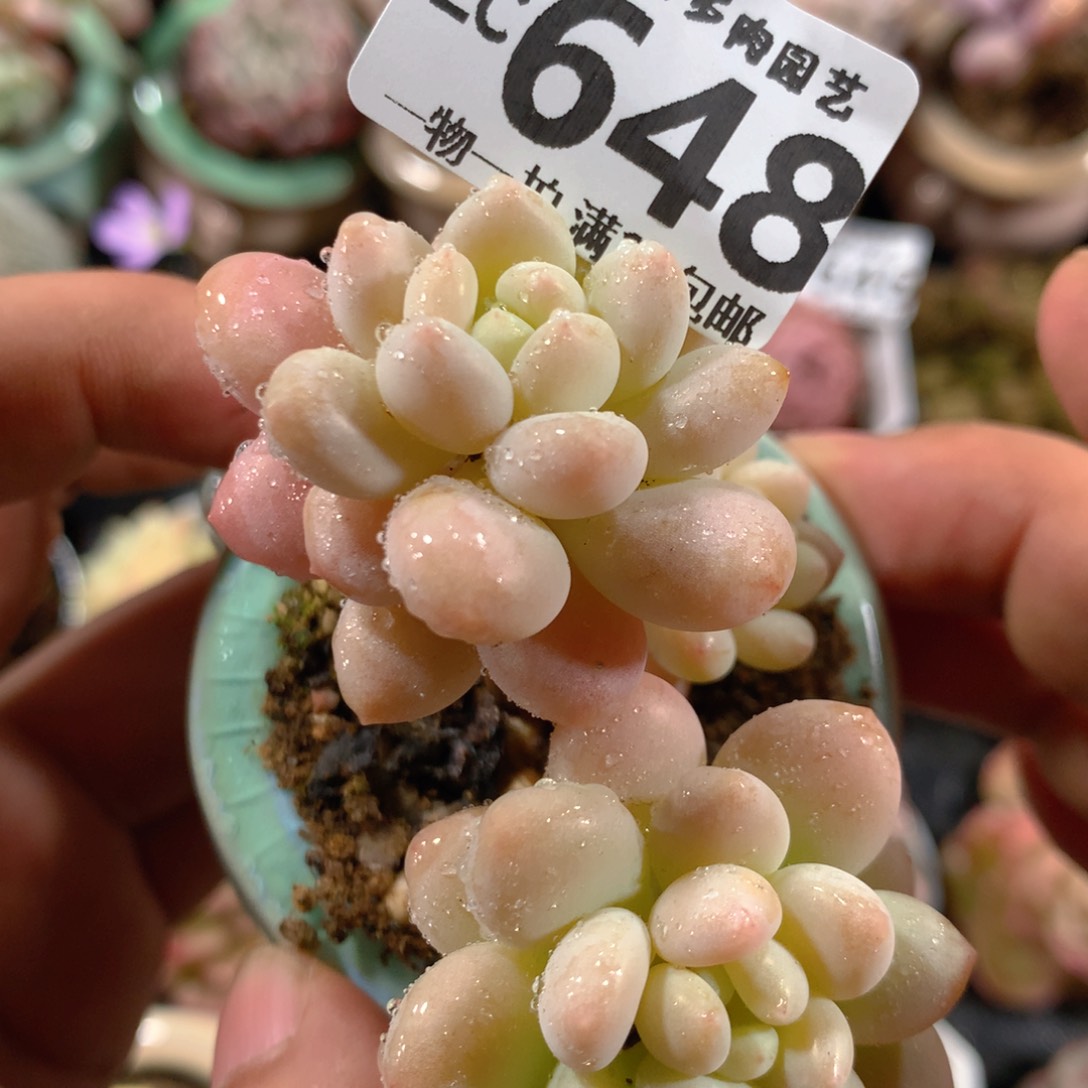 5CM拇指盆精控多肉ZC648