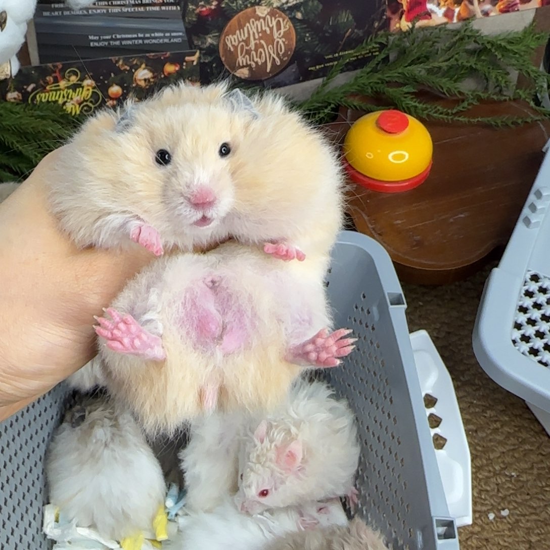 奶油黄弟弟10.25生日