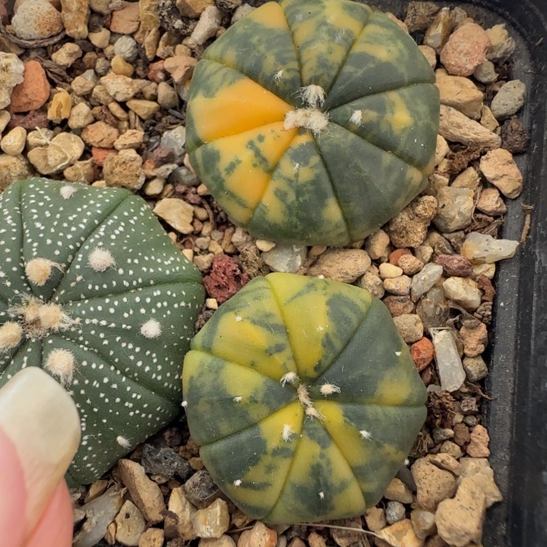 056实生兜锦2颗多肉