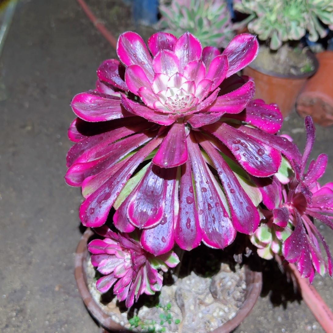 红瞳法师多肉571