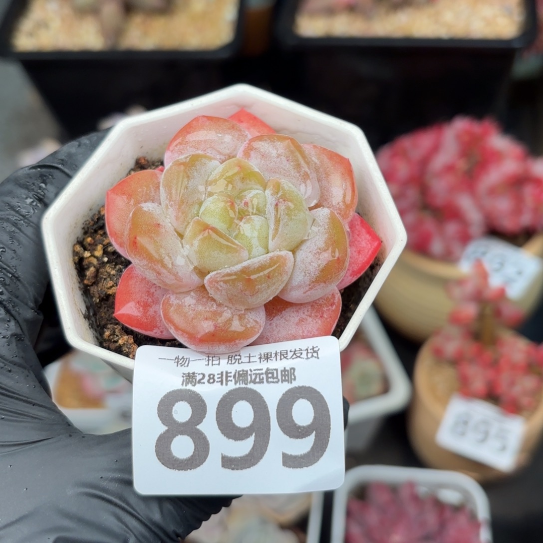 奶芙单头无盆土发货