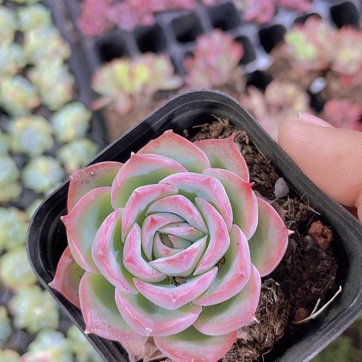 侧影带土带盆【满10颗包邮】