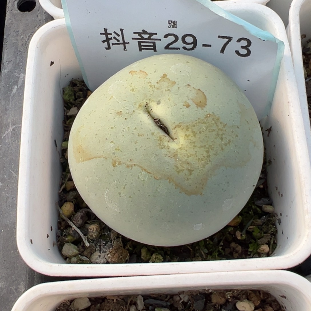 ‖***、29-73肉锥多肉植物，