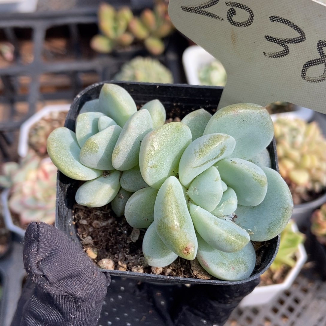 2038冰玉石化多肉植物