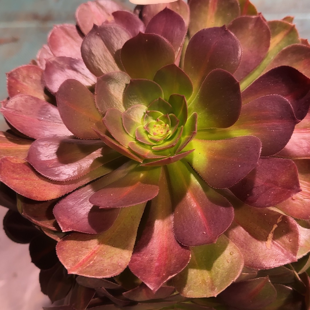 多肉植物法师抹茶173