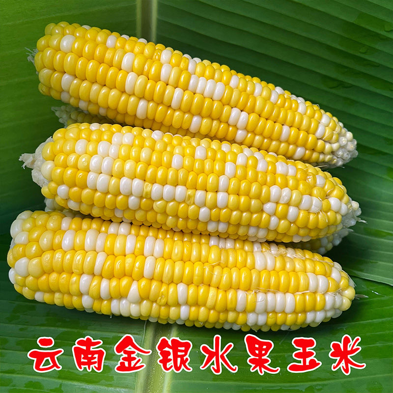 [适用钓各种大鱼小鱼鱼]云南金银双色水果玉米新鲜甜玉米应季水果