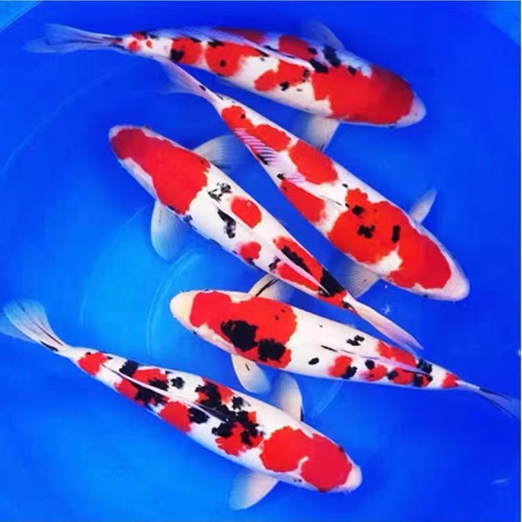 红白三色锦鲤观赏鱼冷水鱼包邮