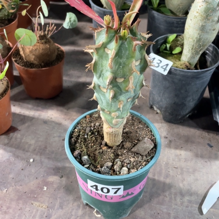 407喷火龙大戟科