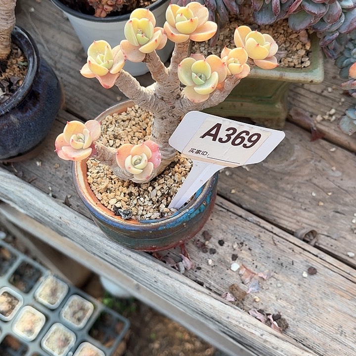 -****-ch x d g h h 369