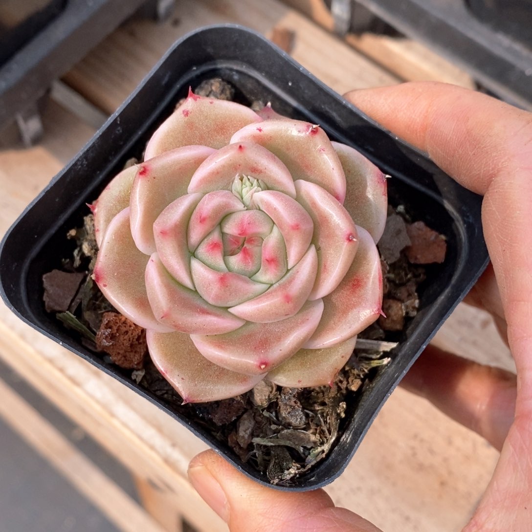 精品多肉一物一拍不包整6