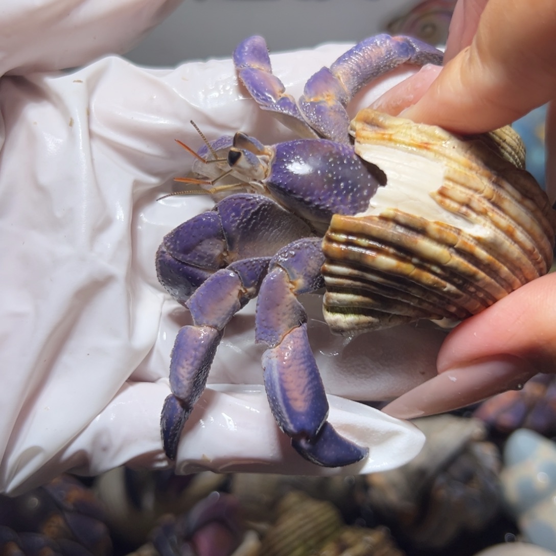 开播福利润紫口径2.5口