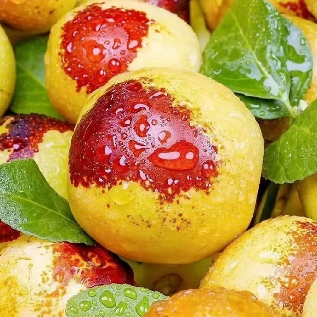 山东沾化现摘冰糖冬枣新鲜脆甜当季水果