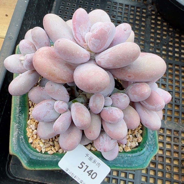 奶酪，5140多肉植物