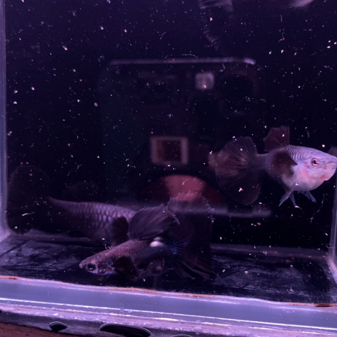 ****业孔雀鱼半月尾一对