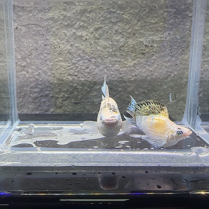 黑玛丽鱼皮卡丘玛丽。82号