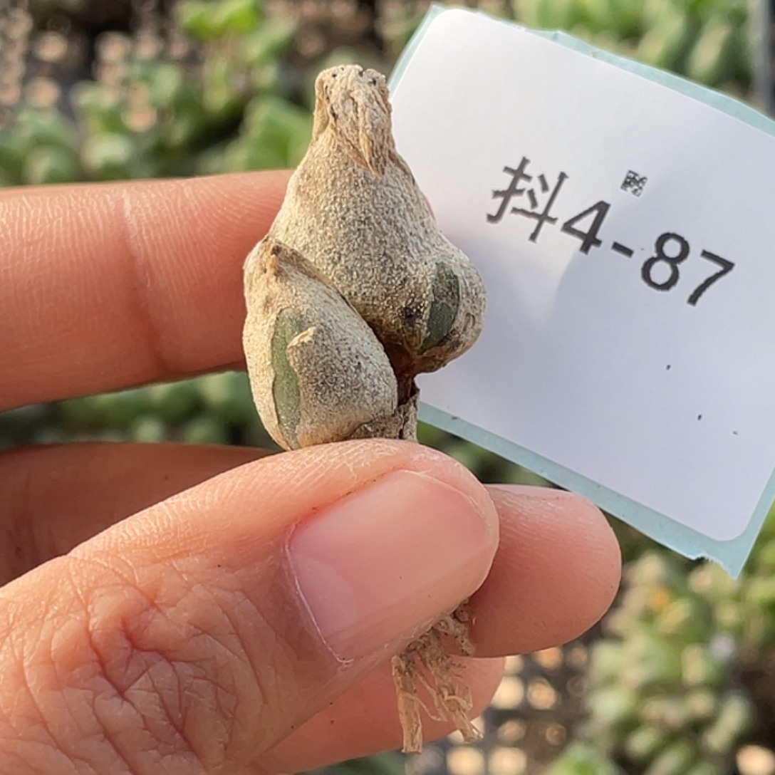鸭***黑4-87肉锥多肉植物