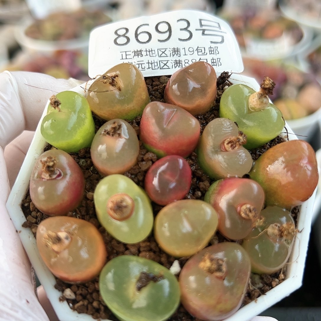 好养易活生石花大母本8693