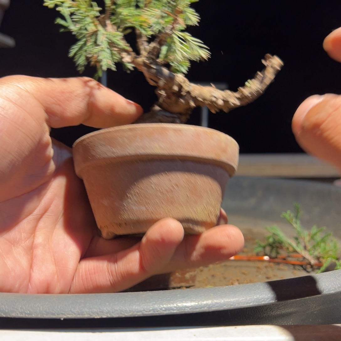 映***昔无花朵盆景111111111111111