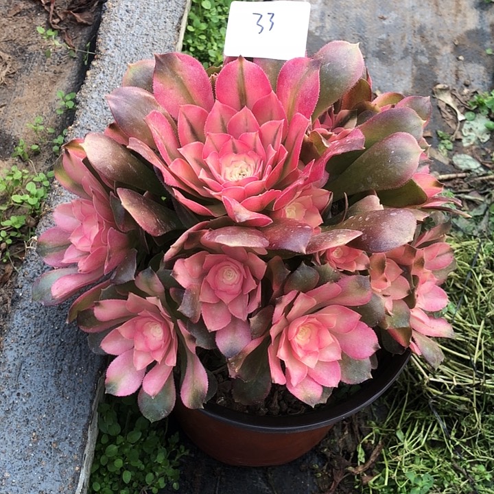 33号 香妃 多肉植物