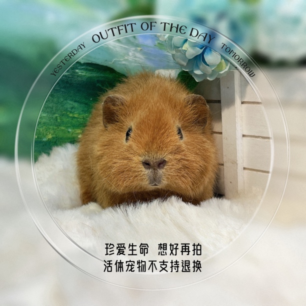 脸好 美泰弟弟 炫背 荷兰猪 豚鼠 包邮包风险