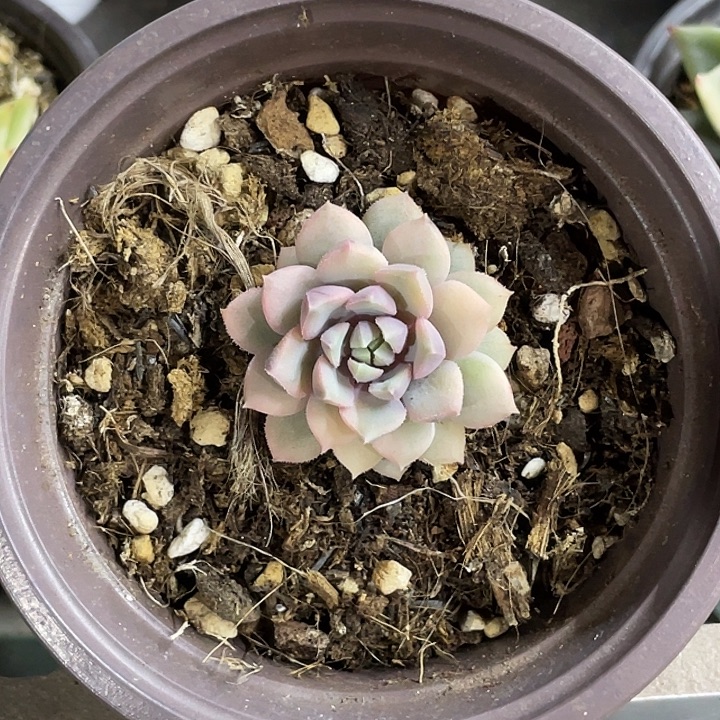 莱恩小精灵锦一物一拍锦龙