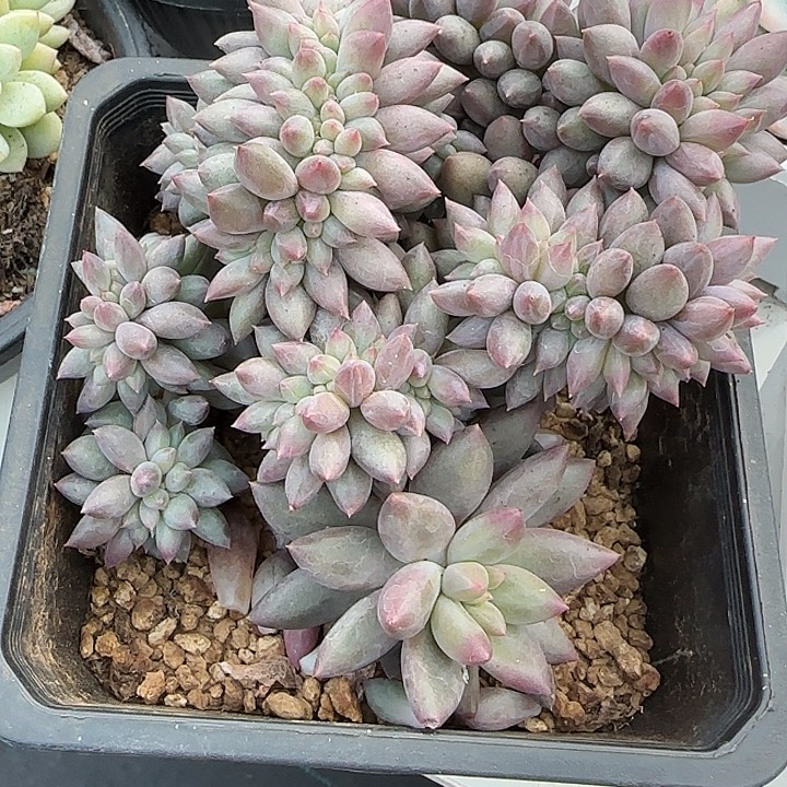 绿***丹青蛙王子儿童牙膏套装11