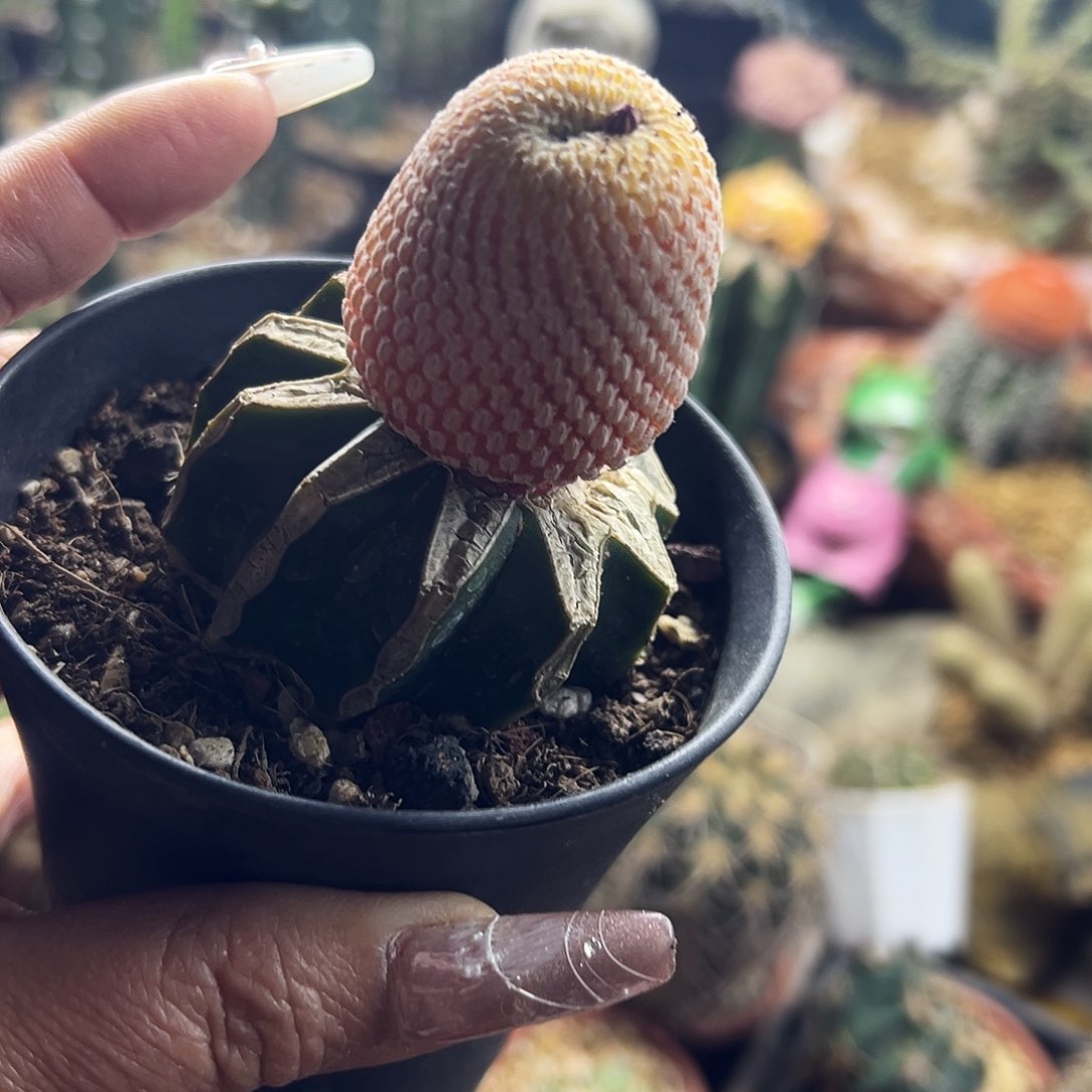 精巧殿锦仙人球111111111