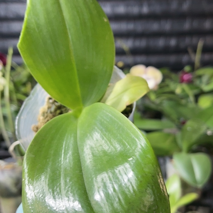当前无花栽培后可以开花弥陀国王微瑕次
