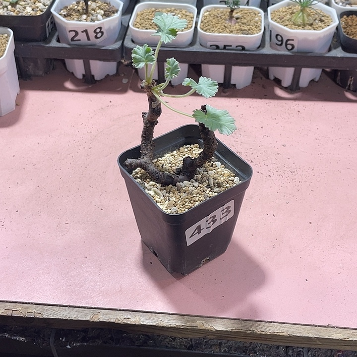 433产地枝干杨葵，