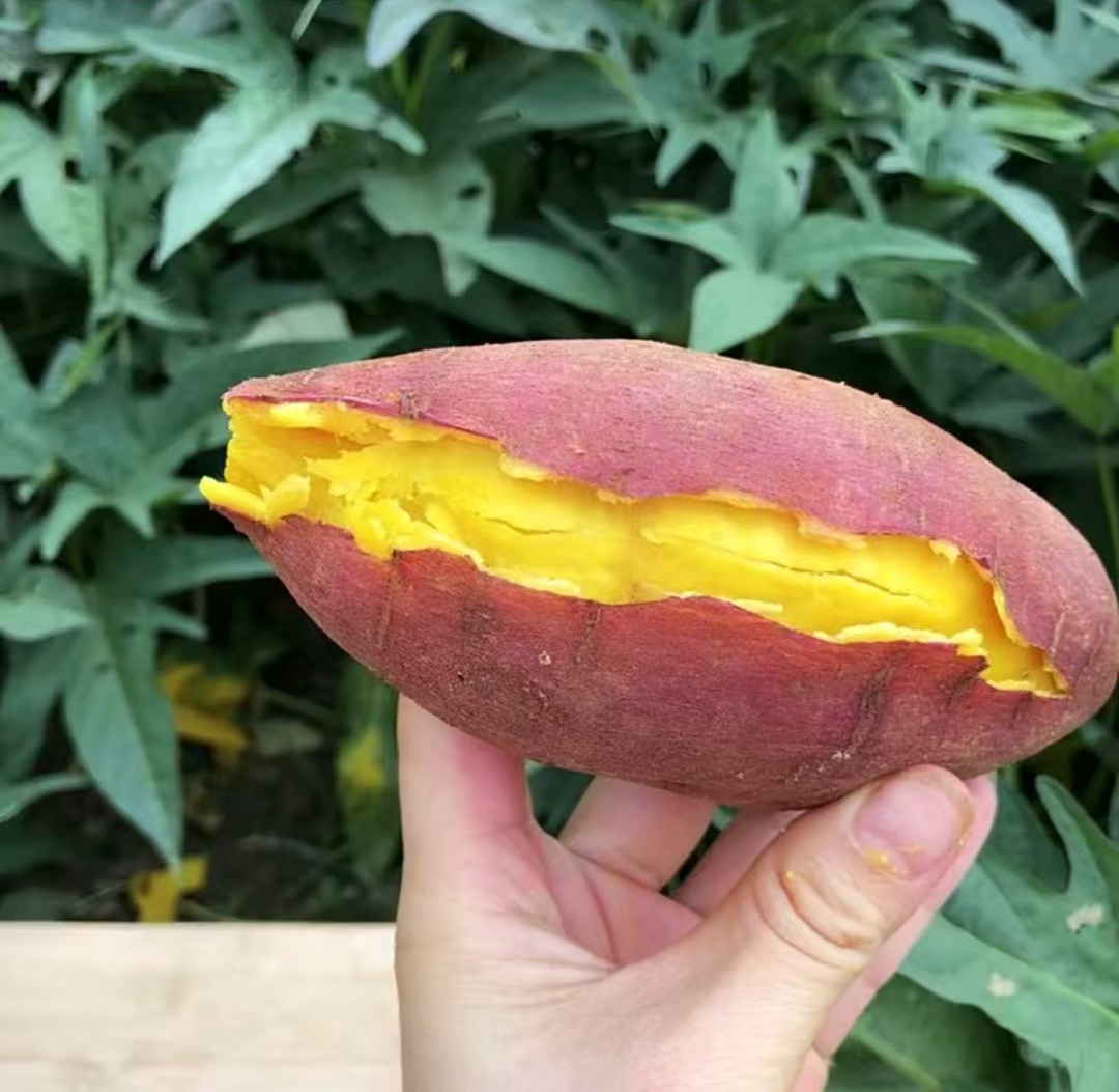 4【板栗薯】红薯秧苗蜜薯苗秧烟薯西瓜红红薯种苗紫薯板栗红心番