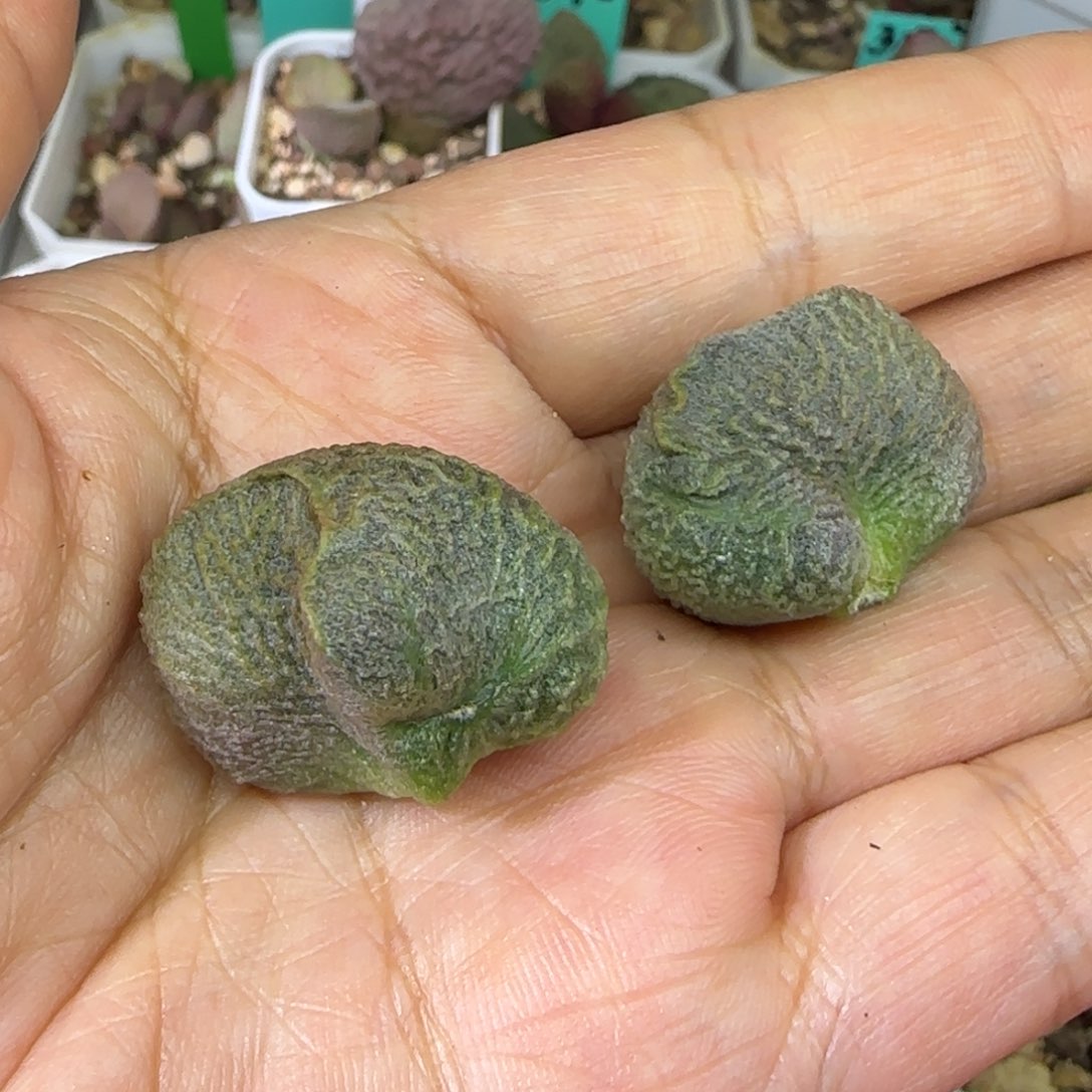 编号289叶片2个，发发发