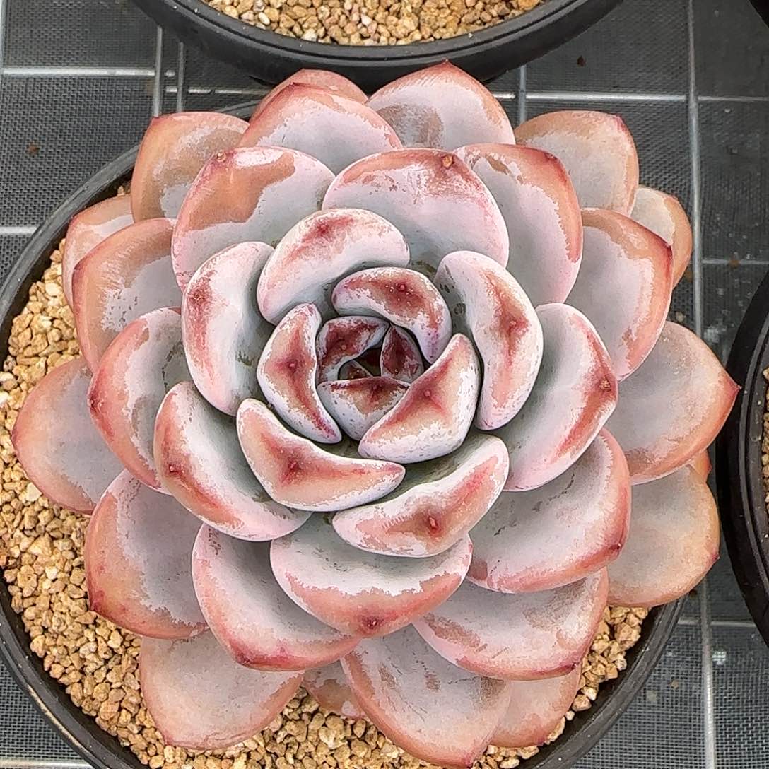 从前慢甄选多肉编号星星雪