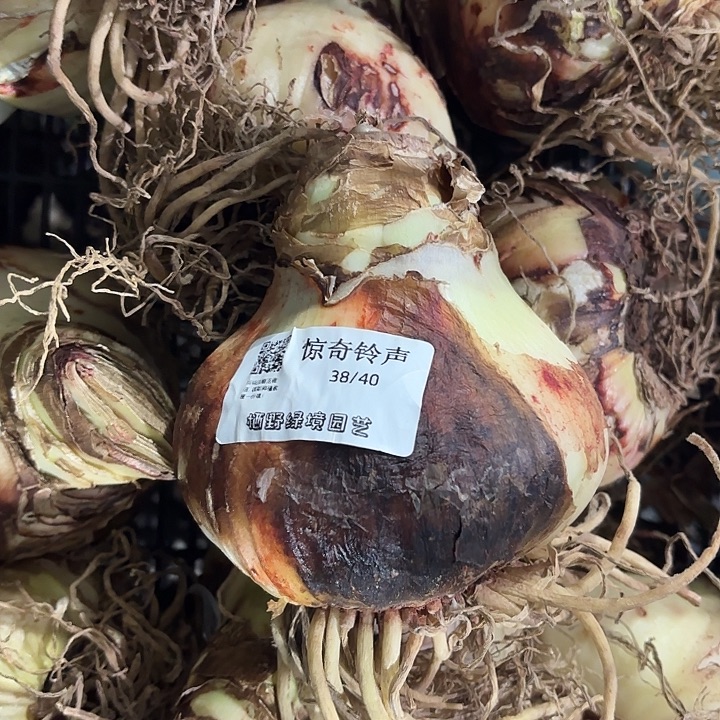 惊奇铃声直径10.5部分开裂