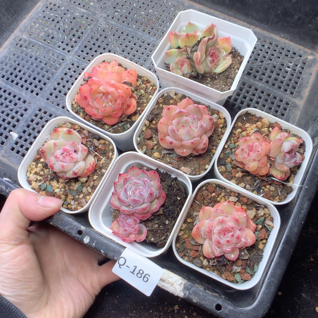 无花朵Q186。 yyyyyyyyyyyy