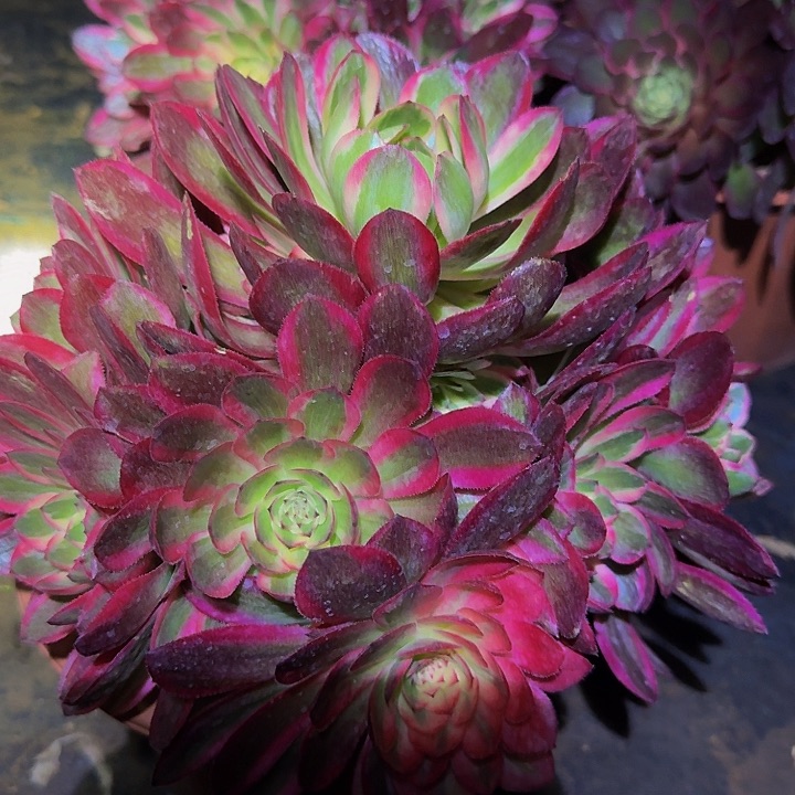 精品荔枝捧花亏本福利