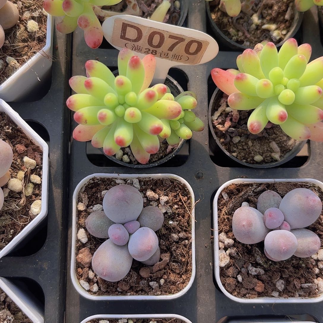 D070果冻乙女心一物一拍